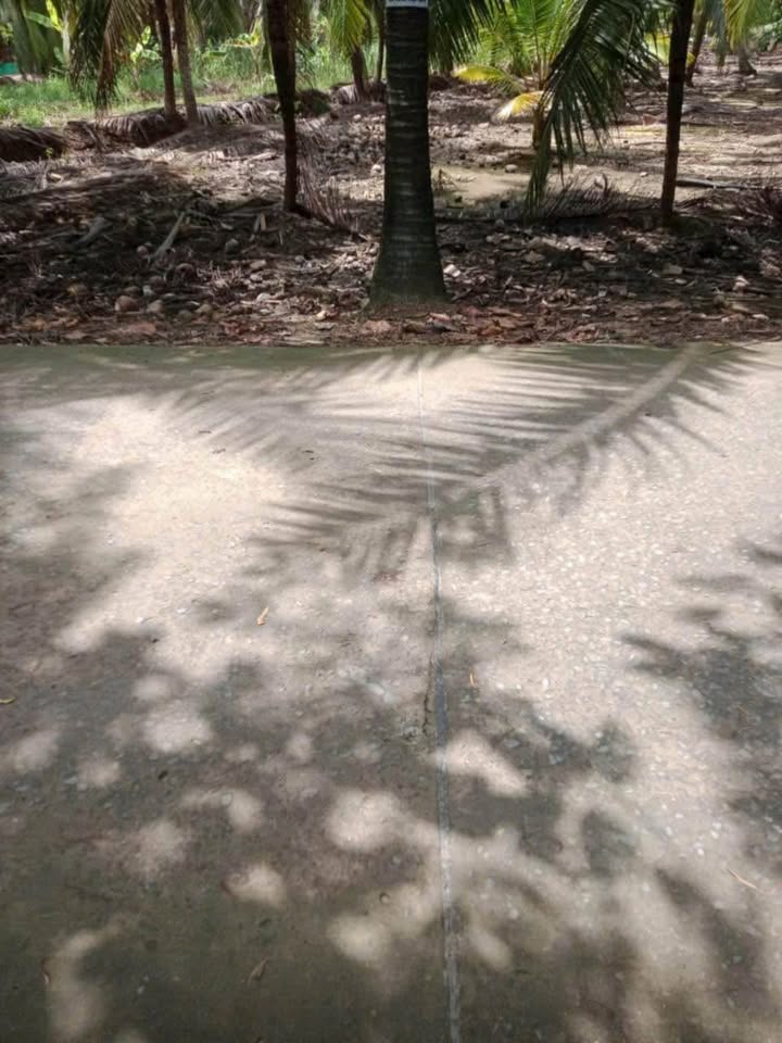 Đất vườn 2200m² Bình Khánh Đông Mỏ Cày Nam giá chỉ 1.4 tỷ - Cơ hội đầu tư hiếm có!