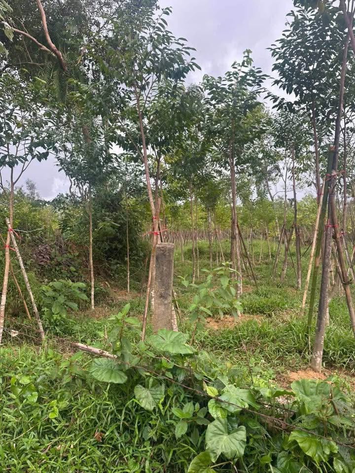 Đất nông nghiệp 11 sào Thôn 5 Hương Đô giá 2.25 tỷ - Bán gấp