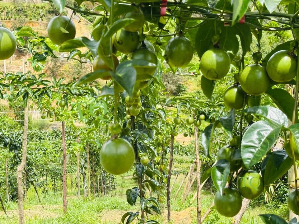 Đất Lộc Bắc Bảo Lâm 40.000m² giá 950 triệu - Cần bán gấp!