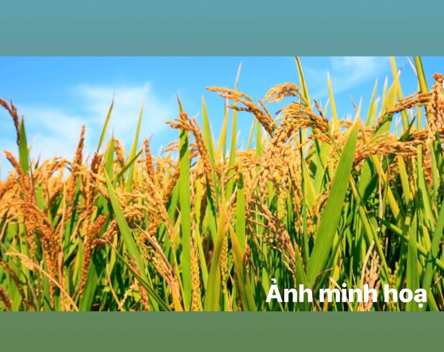 Dãy trọ 25 phòng tại Trị An, Vĩnh Cửu - Đầu tư sinh lời 20 triệu/tháng chỉ 4.9 tỷ!