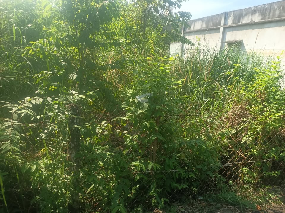 Đất nền Tân Định, Bến Cát 310m² giá 3 tỷ - Đường nhựa thuận tiện!