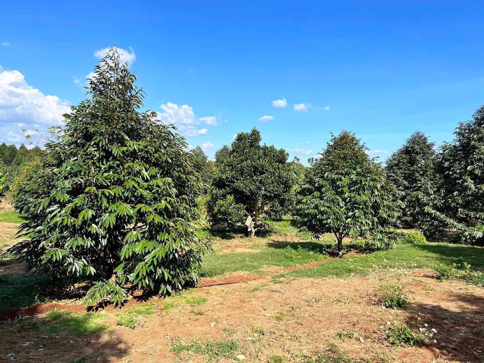 Đất vườn sầu riêng 2638m² tại Minh Long, Chơn Thành - Sổ đỏ chính chủ, giá thỏa thuận!