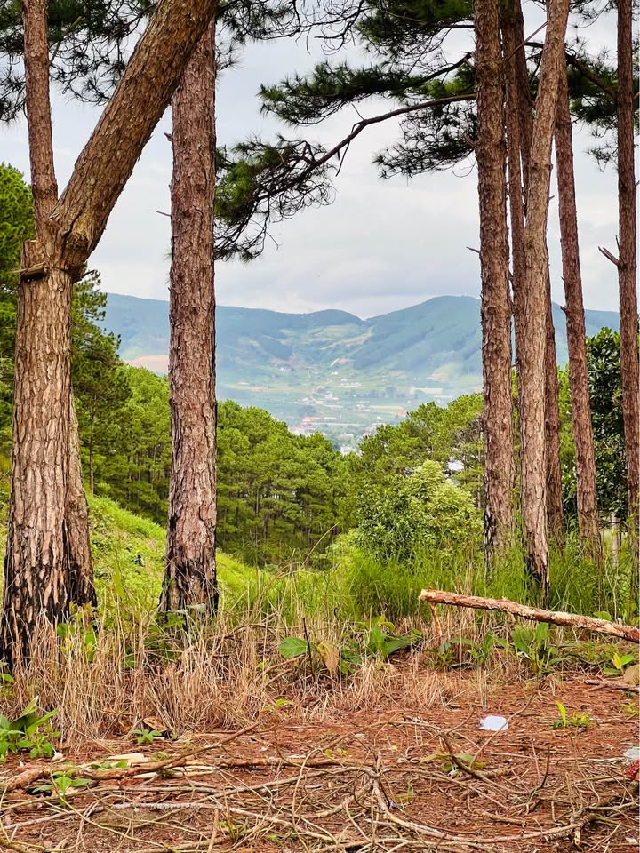 Đất nền 680m² tại Nam Ban, Lâm Đồng - Giá chỉ 1.2 tỷ, view tuyệt đẹp!