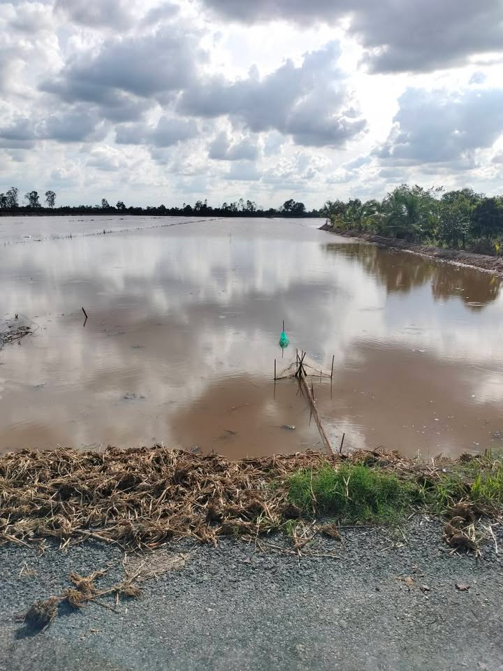 Đất ruộng Thanh Mỹ, Đồng Tháp 14.200m² giá 4.544 tỷ - Sổ hồng chính chủ!