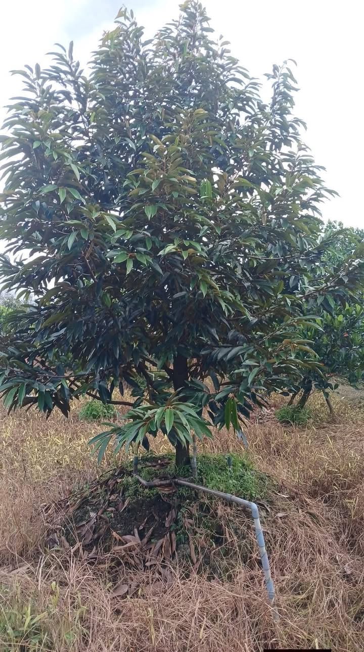 Đất cho thuê 4.000m² tại ấp Hòa Điền, Cái Bè - Giá chỉ 6.5 triệu/tháng!