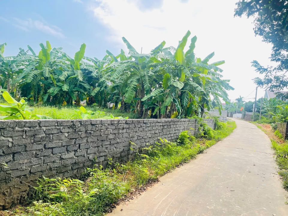 Đất nền Lục Nam - Lan Mẫu 99m² giá chỉ 500 triệu - Cơ hội đầu tư tuyệt vời!