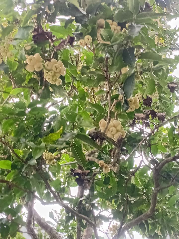 Đất vườn 500m² mặt tiền Châu Thi Kim - Giá 3 tỷ, đầu tư sinh lời!