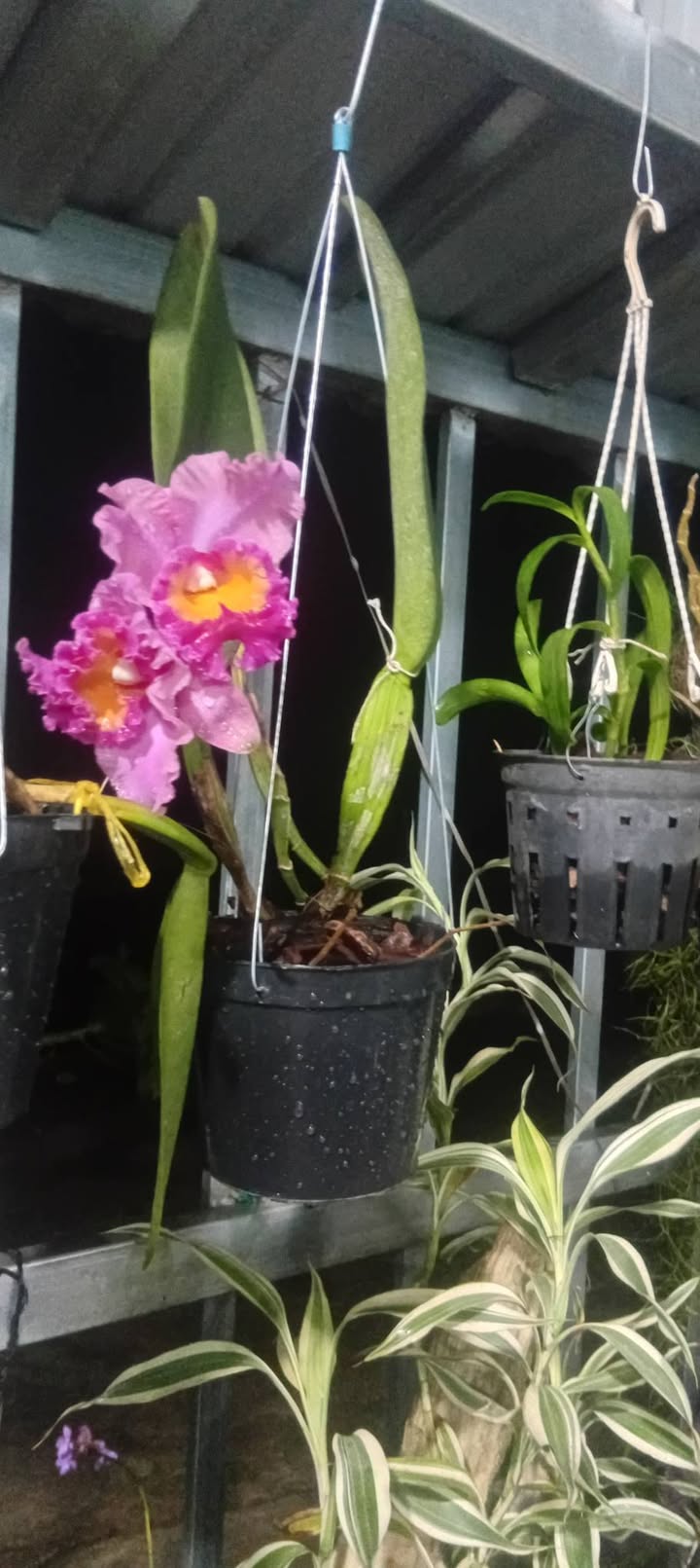 Đất mặt tiền đường nhựa Bầu Sen Long Khánh 300m² giá 3.7 tỷ - Cơ hội đầu tư hấp dẫn!