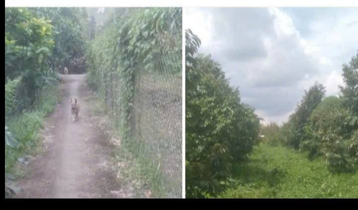 Đất vườn 4080m² tại ấp 3, xã An Hữu - Cơ hội đầu tư sinh lời!