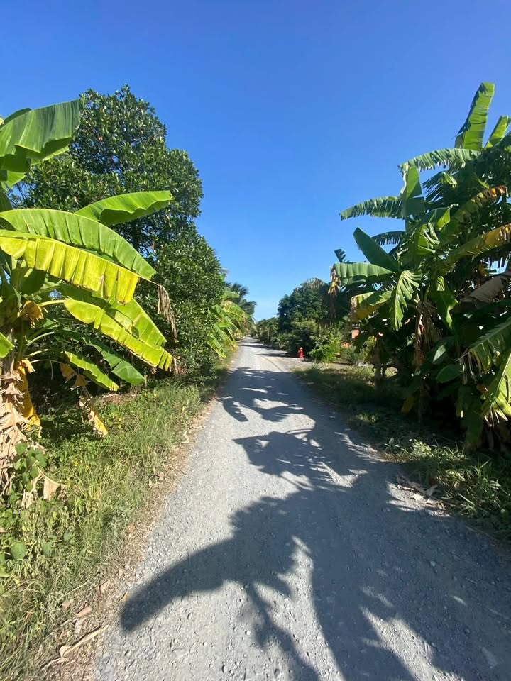 Đất mặt tiền đường Thích Thiện Hòa, Bình Chánh, 1300m² giá 8,5 tỷ - Cơ hội đầu tư sinh lời!