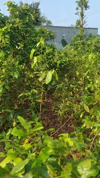 Đất thổ cư xã Ngãi Tứ, Vĩnh Long 2366m² giá 3 tỷ - Sổ hồng riêng, thương lượng nhẹ!