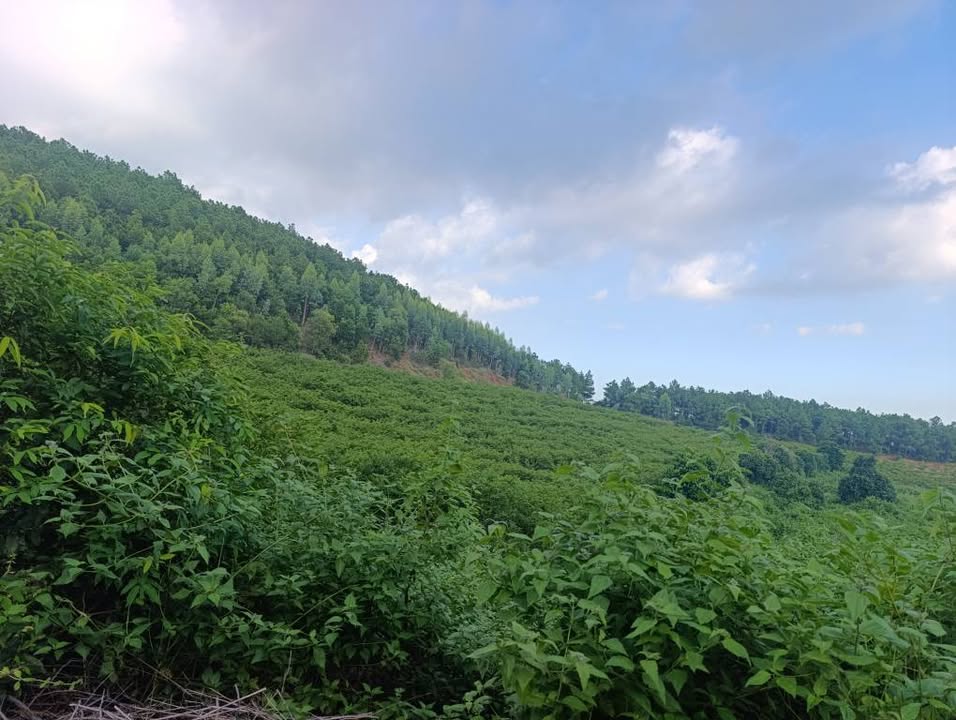 Đất nông nghiệp 12.000m² tại Thôn Đìa Mối, An Sinh, Đông Triều - Giá chỉ 2.9 tỷ!