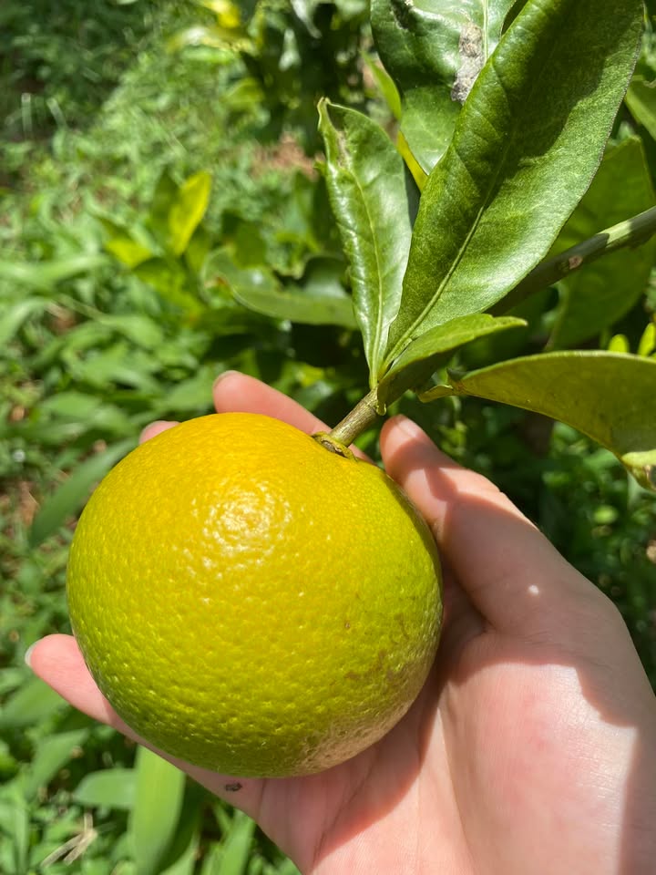 Đất nền tại đường Lạc Long Quân Buôn Hồ 280m² giá 285 triệu - Chính chủ bán gấp!