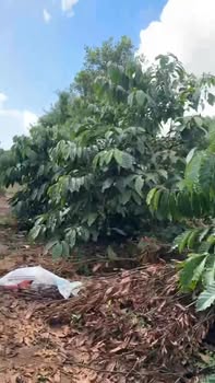 Đất thổ cư 8000m² tại Liên Hà giá 4.2 tỷ - Cơ hội đầu tư tuyệt vời!