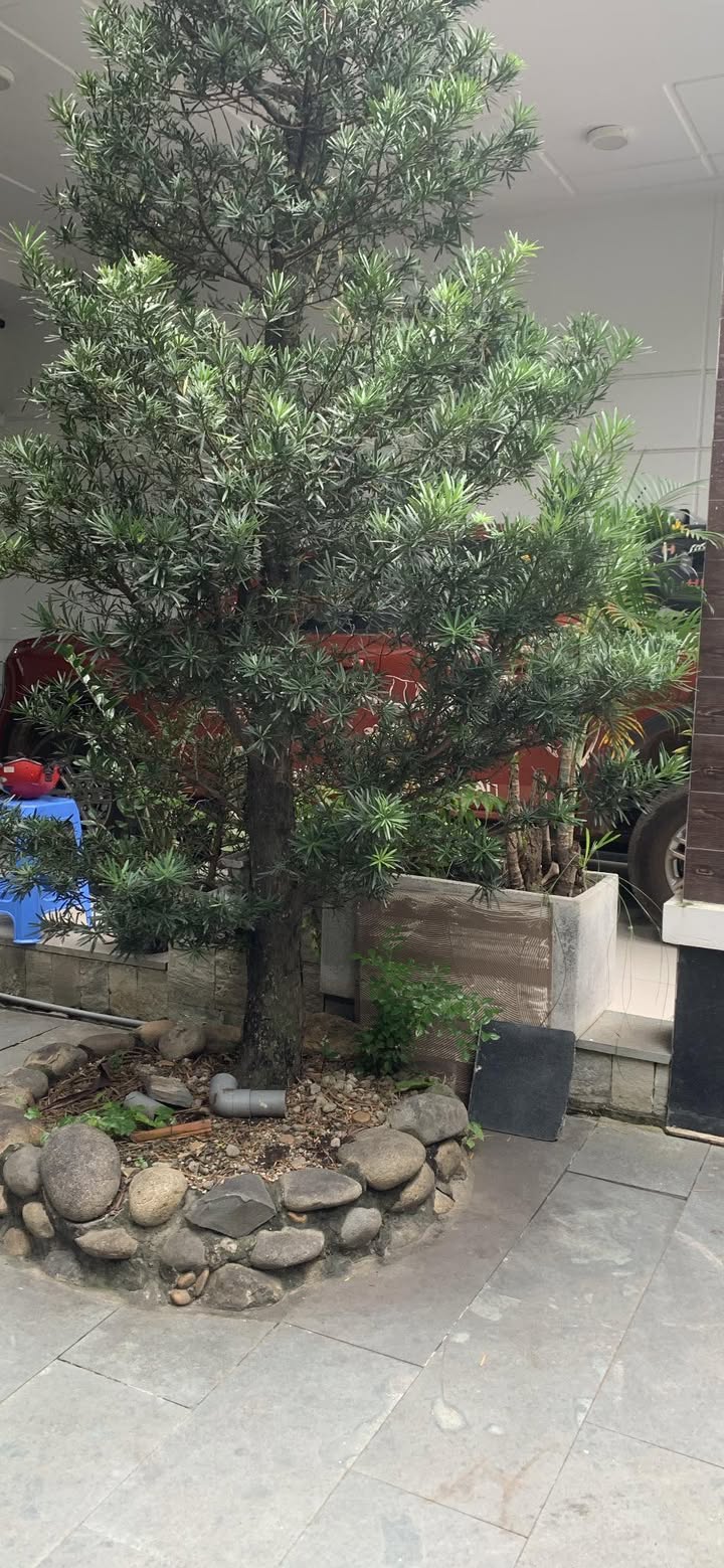 Biệt thự An Phú Đông Q12, Hồ Chí Minh 482m² giá 26.5 tỷ - Điểm đến lý tưởng cho gia đình!