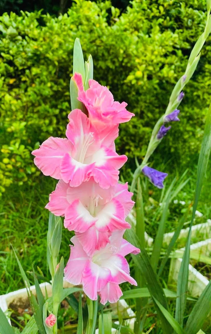 Đất trồng cây hàng năm Mỹ An 2, Hoài Nhơn 540m² giá 200 triệu - Đường ô tô thuận tiện!