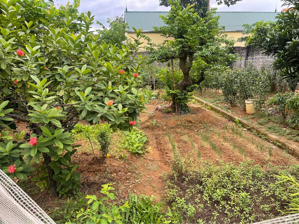 Đất nền Đông Yên Quốc Oai 75m² giá 2 tỷ - Vị trí đẹp, đầu tư sinh lời!