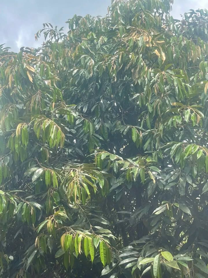 Farm Đạ Tồn 40.000m² giá 4.5 tỷ - Cơ hội đầu tư sầu riêng sinh lời!