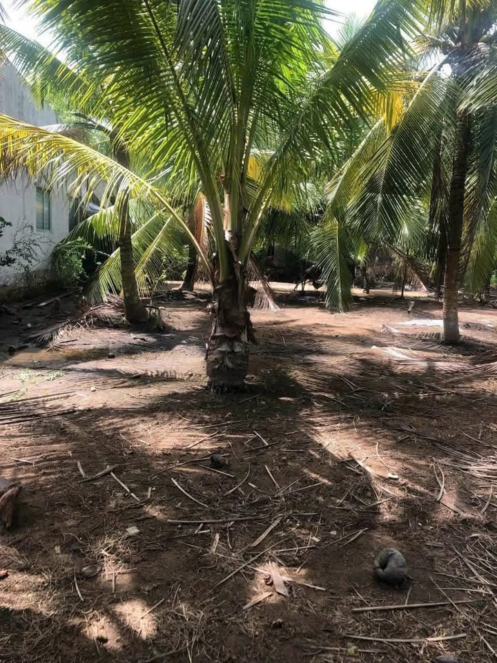 Đất nền An Thạnh, Mỏ Cày Nam 1500m² giá 650 triệu - Cơ hội đầu tư hấp dẫn!