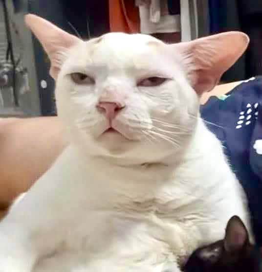 Mặt tiền FrontHouse Đặng Thùy Trâm 110m² giá 20 tỷ - Đầu tư sinh lời ổn định!