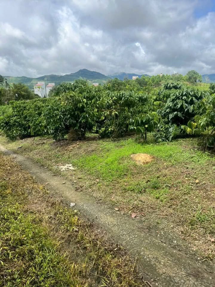 Đất nền 960m² tại Đại Lào, Bảo Lộc giá 1.35 tỷ - Pháp lý rõ ràng, đầu tư dễ dàng!