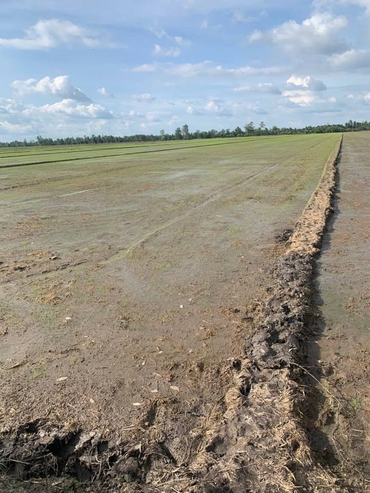 Đất nền 67000m² xã Mỹ Đông, huyện Tháp Mười - Giá 1.675 tỷ, thương lượng nhẹ!