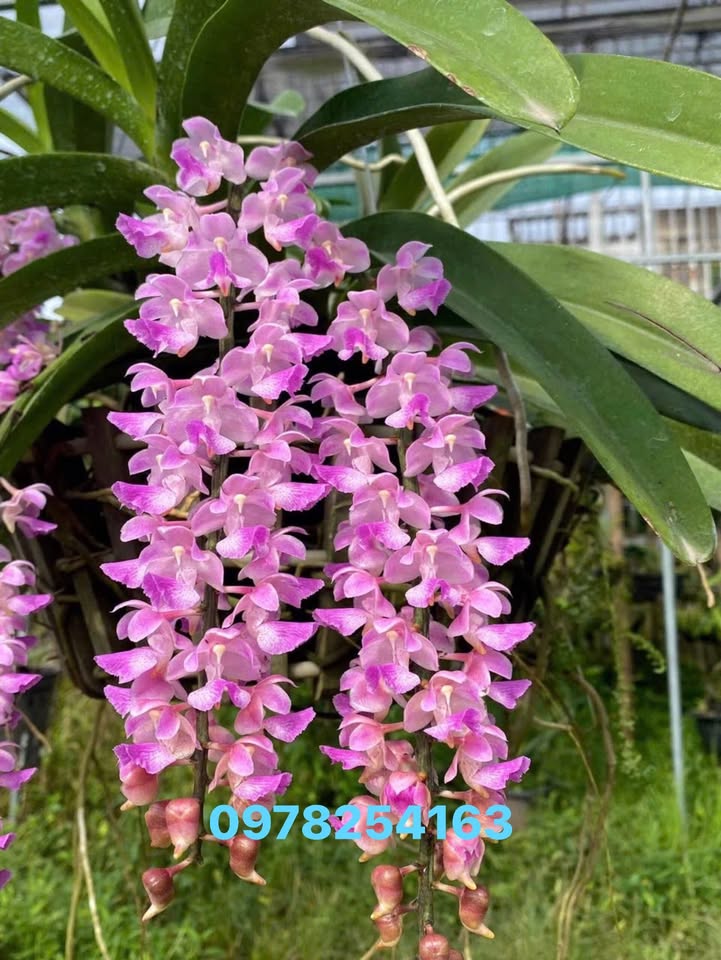 Đất thổ cư Chư Sê Gia Lai 297m² giá 4.75 tỷ - Mặt tiền Quốc lộ 14