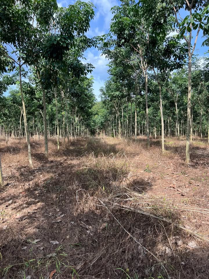 Đất nông nghiệp 19000m² Ấp 6 Tân Thành giá 4 tỷ - Đầu tư sinh lời ngay!