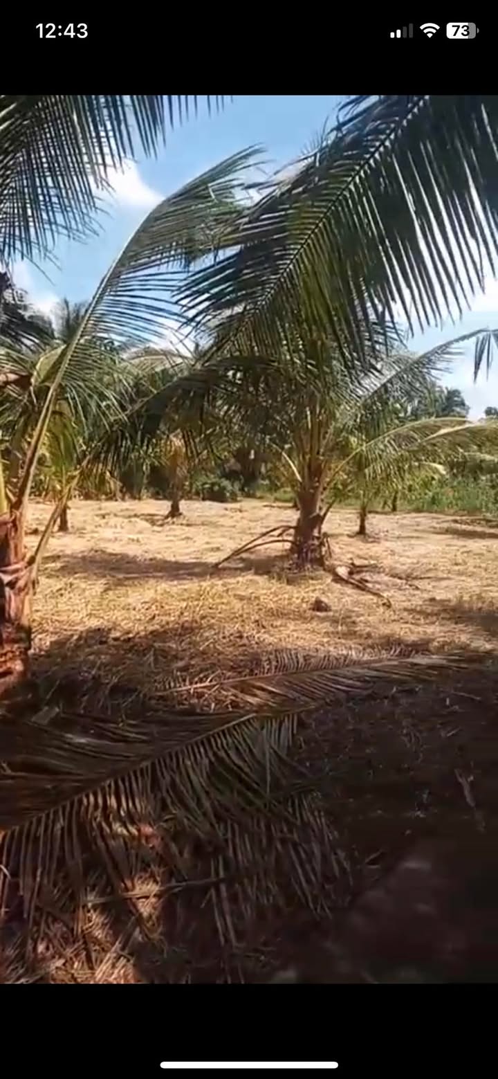 Đất vườn dừa Tân Thanh, Giồng Trôm 986m² giá 420 triệu - Cơ hội đầu tư hấp dẫn!