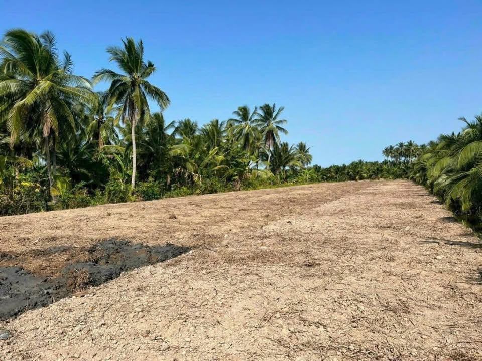 Đất Long Hòa - Bình Đại 1000m² giá 550 triệu - Cơ hội đầu tư tuyệt vời!