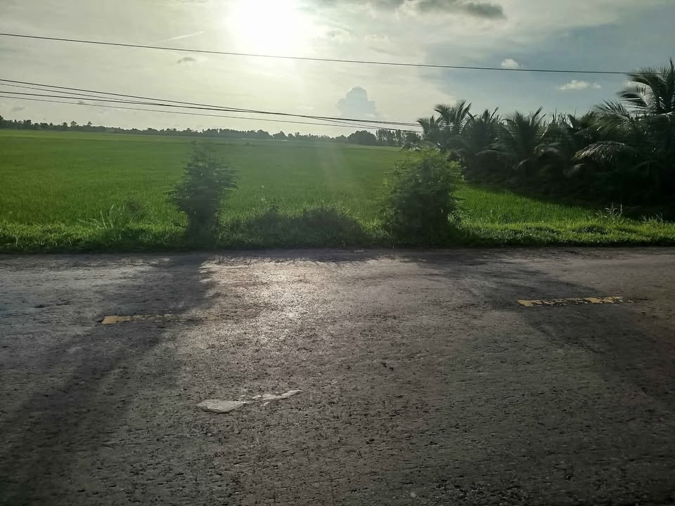 Đất ruộng mặt tiền tỉnh lộ 911, xã Tân Hiệp, Trà Cú, Trà Vinh - 2.5 tỷ - Đầu tư sinh lời ngay!