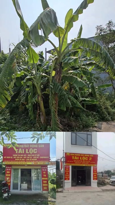 Đất dịch vụ Lại Yên, Hoài Đức 76m² giá thỏa thuận - Đầu tư lý tưởng!