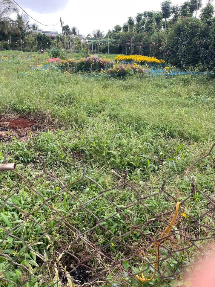 Đất thổ cư thôn 1 Tân Tiến 342m² - Sổ hồng chính chủ, giá thỏa thuận!