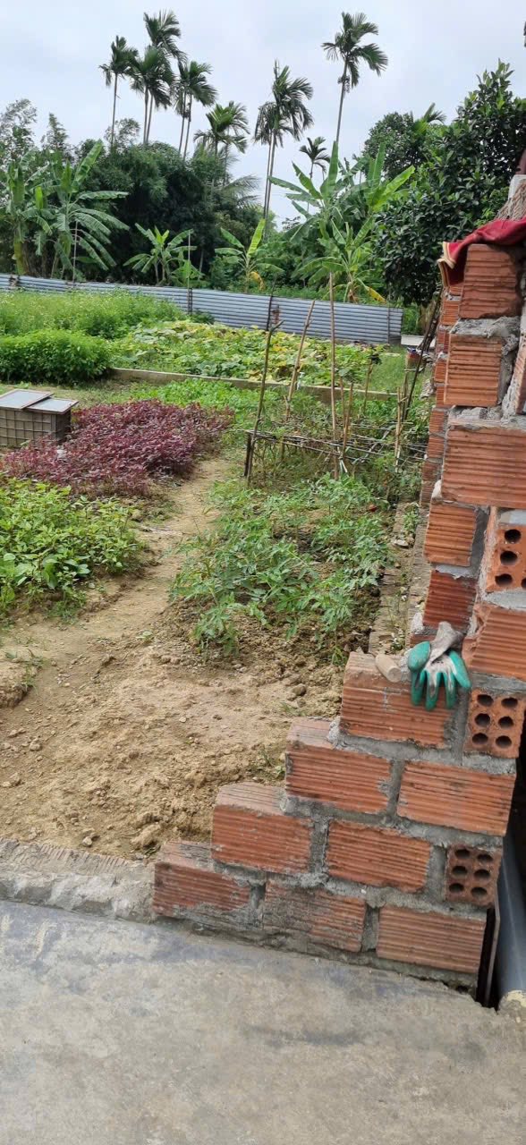 Đất nền đẹp 64m² tại TDP Hầu, Hoàng Lâm, Thủy Nguyên - Giá chỉ 1 tỷ!