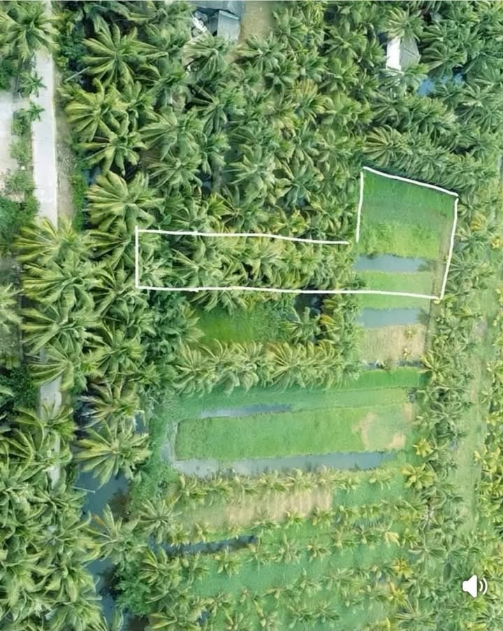 Đất vườn An Ngãi Trung 1,5 công giá chỉ 337.5 triệu - Đầu tư sinh lời ngay!