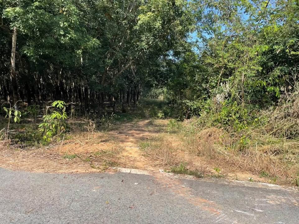 Đất nền Long Tân Dầu Tiếng 4000m² - Pháp lý rõ ràng, giá thỏa thuận!