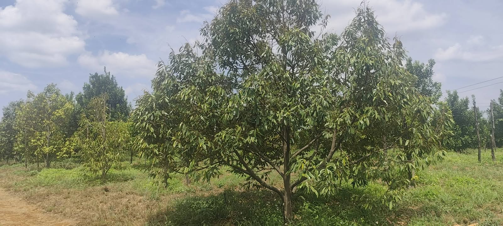 Đất Farm 3,1 Héc Sầu Riêng Xen Mắc Ca tại Xã Gào - Giá 1,999 tỷ, Đất Bằng Phẳng Đẹp