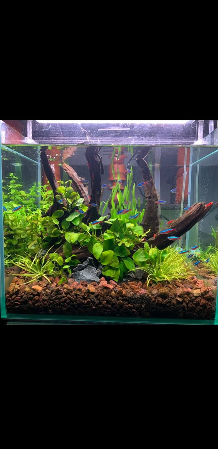 Đất nông nghiệp cho thuê tại thôn Phước Long, 7000m² - Tiềm năng phát triển lớn!