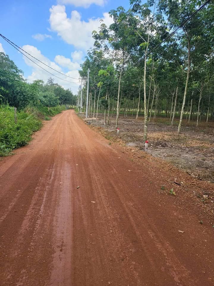 Đất nền 1.4ha Minh Thạnh, Dầu Tiếng giá 6 tỷ - Cơ hội đầu tư lý tưởng!