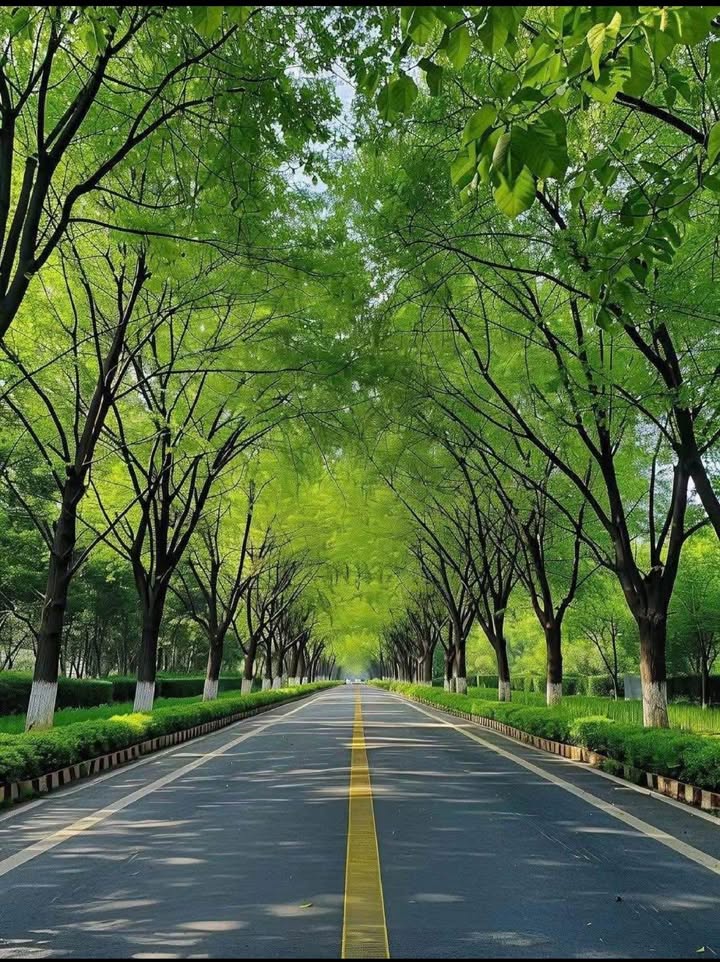 Đất hẻm ô tô lớn Mai Hắc Đế, Đà Lạt 50m² giá 2.3 tỷ - Sổ hồng chính chủ!