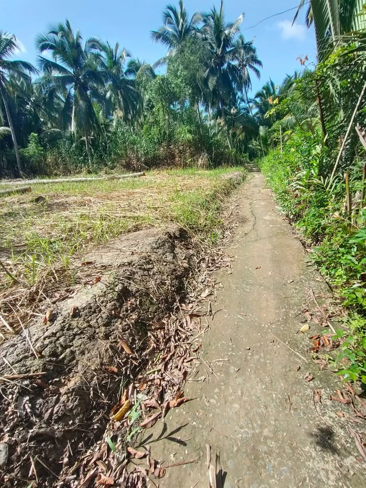 Đất Tân Thành Bình, Mỏ Cày Bắc 611m² giá 360 triệu - Cơ hội đầu tư tuyệt vời!