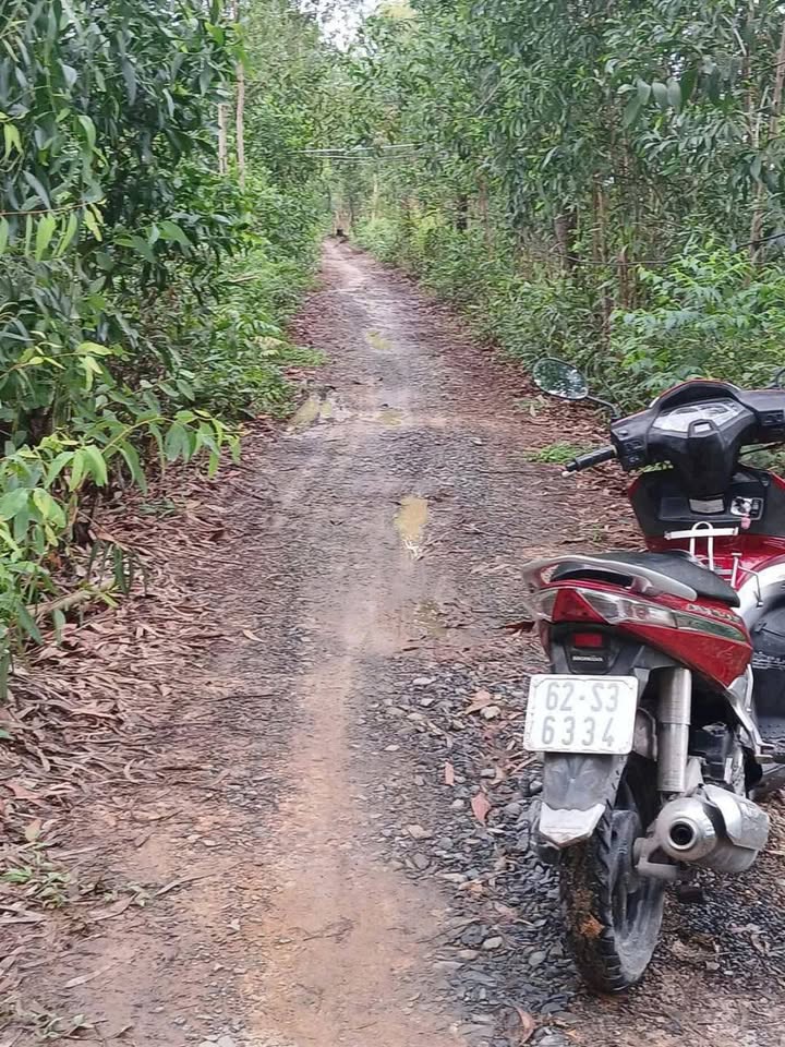 Đất vườn Thạnh Lợi, Tân Châu 12.500m² giá 5.79 tỷ - Mặt tiền bờ đê lớn, đường xe hơi rộng rãi!