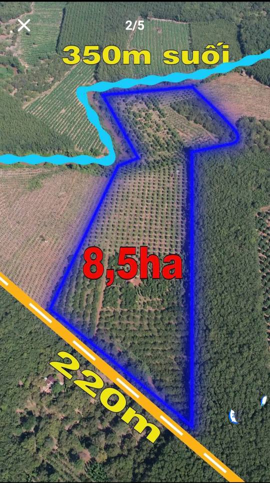 Farm 8,5 hecta Thuận Phú Đồng Phú giá 18 tỷ - Đầu tư sinh lời ngay!