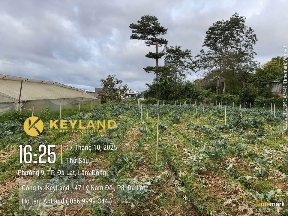 Đất nền Đà Lạt 950m² giá 10 tỷ - View đẹp, đầu tư sinh lời!