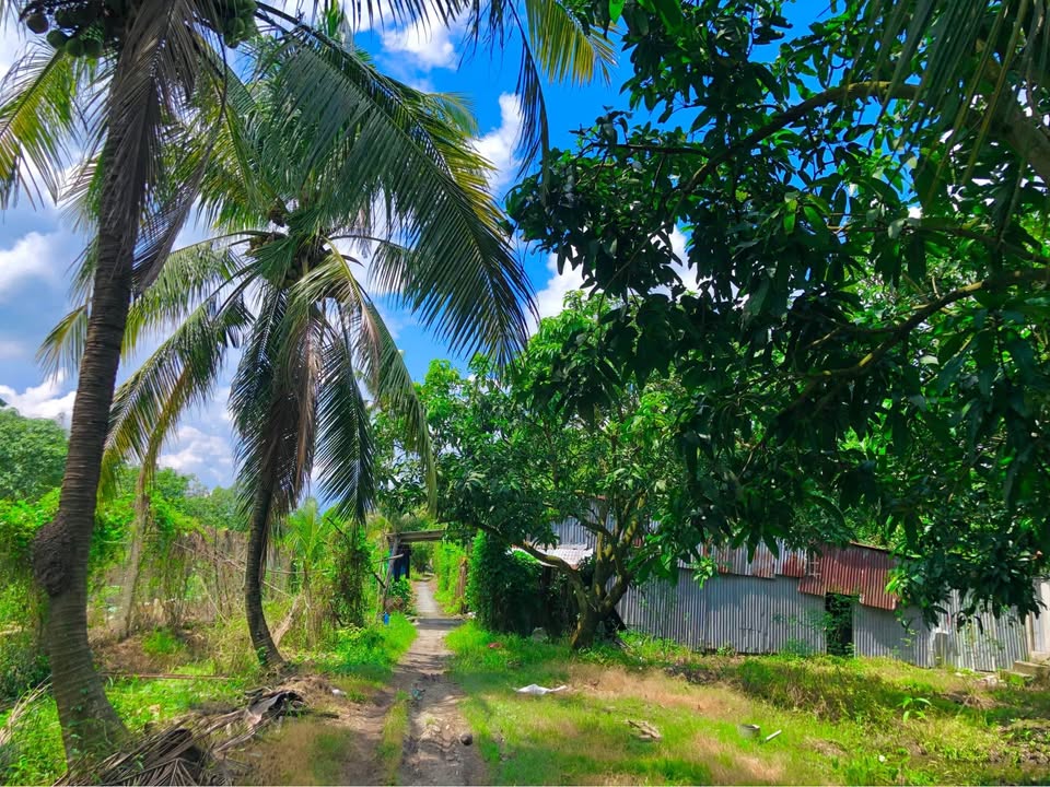 Vườn xoài 1 hecta tại Châu Đốc, An Giang giá 300 triệu - Đầu tư sinh lời ngay!