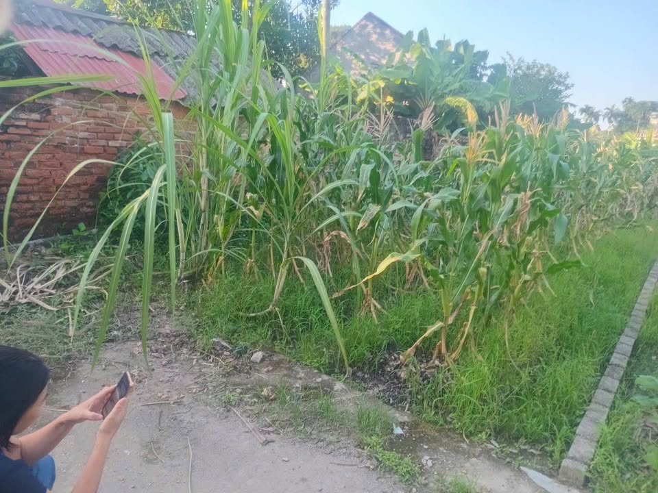 Đất nền Quang Minh Lương Tài 160m² giá 1 tỷ - Đường ô tô vào tận nơi!