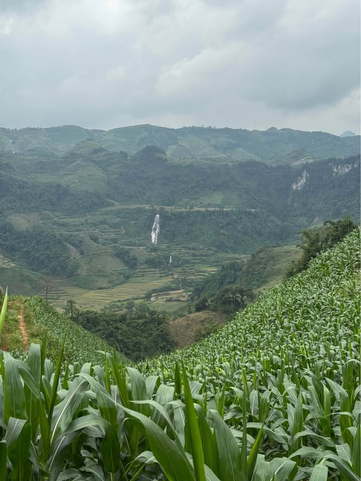 Đất thổ cư 375m² và 1120m² tại phường Thảo Nguyên, Mộc Châu - Cơ hội đầu tư sinh lời!