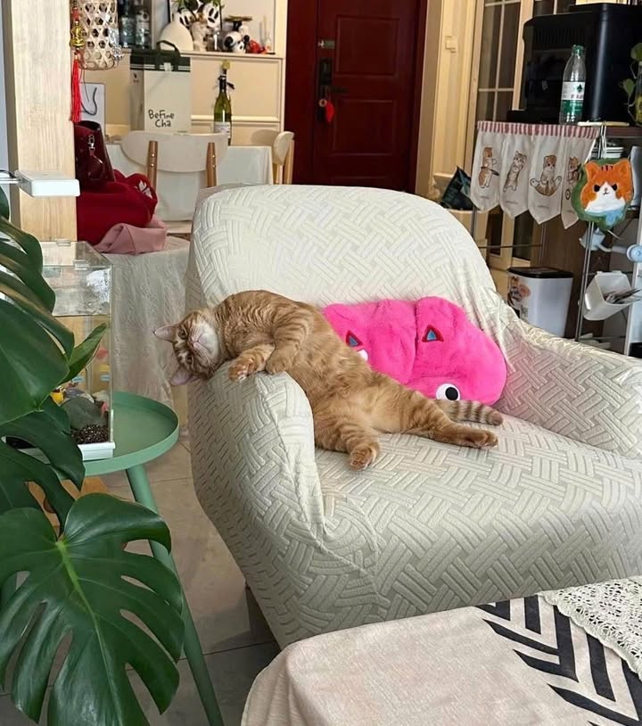 Cho thuê CHDV 9 phòng - Đường Nguyễn Văn Yến, Tân Phú - Chỉ 11 triệu/tháng!