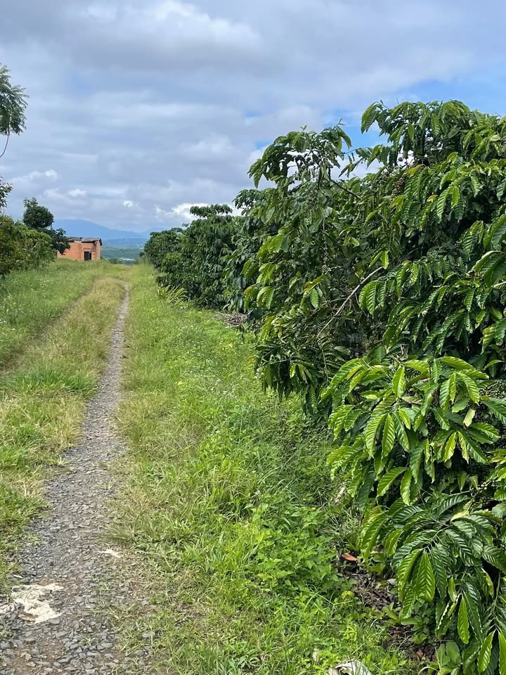 Đất nền 2ha tại Hòa Bắc, Đà Nẵng giá 7.5 tỷ - Đầu tư tiềm năng ngay hôm nay!