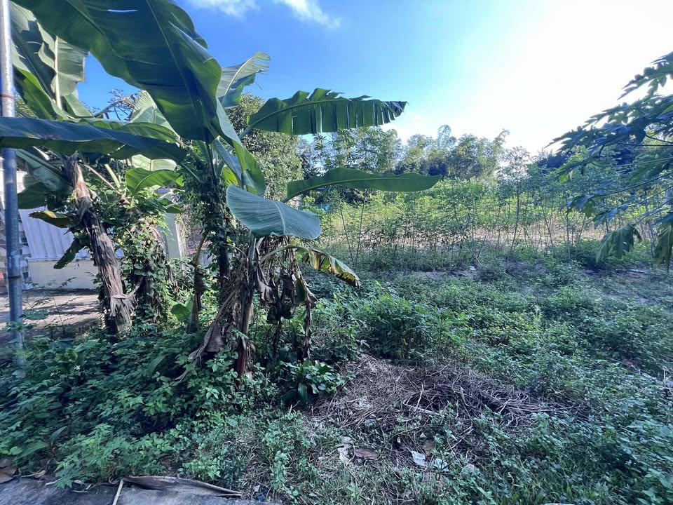 Đất nền Phú Đa, xã Quế Châu, huyện Quế Sơn 174m² giá thỏa thuận - Cơ hội đầu tư tuyệt vời!